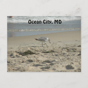 Ocean City, carte postale MD