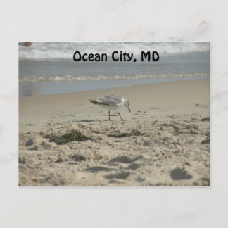 Ocean City, MD Postcard