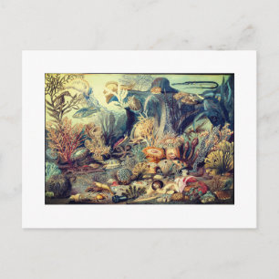 OCEAN LIFE VINTAGE  POSTCARD