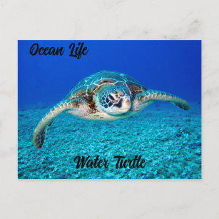 Ocean Life Water Turtle Postcard