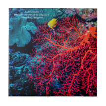 Ocean Memory / Coral reef scenery