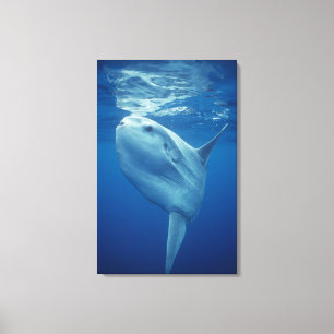Ocean Sunfish Canvas Print
