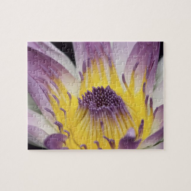 Oceania, Fiji, Purple Panama Pacifica Nymphea Jigsaw Puzzle (Horizontal)