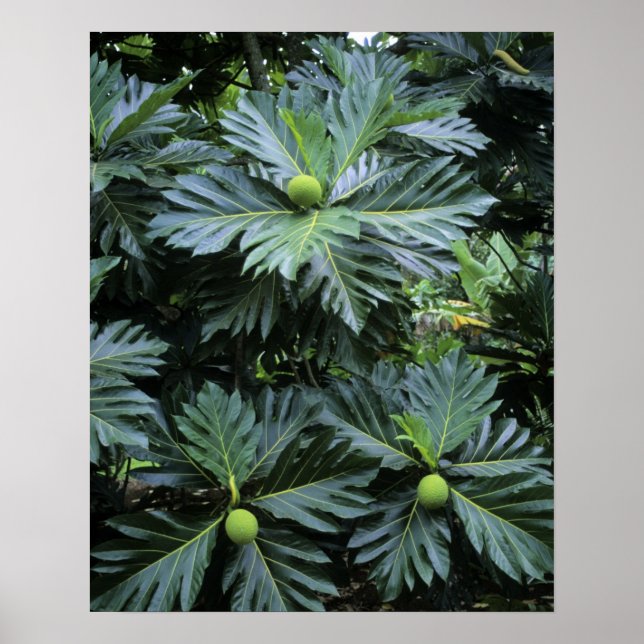 Oceania, South Pacific, French Polynesia, Poster (Front)