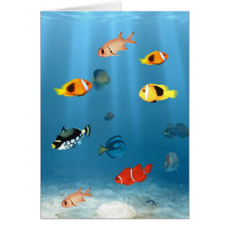 Oceans Of Fish