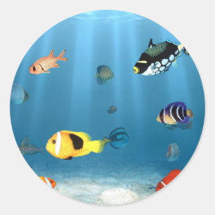 Oceans Of Fish Classic Round Sticker