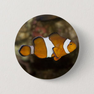 Ocellaris Clownfish 2 Inch Round Button