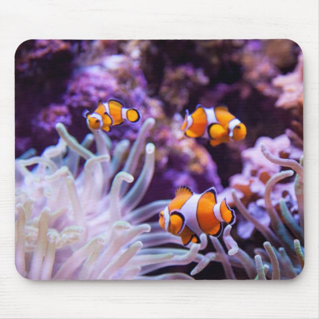 Ocellaris Clownfish | Amphiprion Ocellaris Mouse Pad (Front)