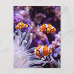 Ocellaris Clownfish Amphiprion Ocellaris Postcard
