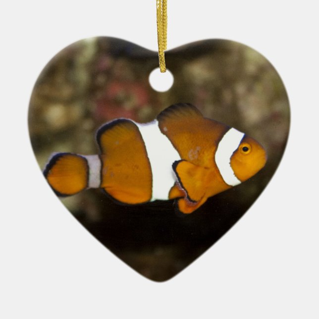 Ocellaris Clownfish Ceramic Ornament (Front)