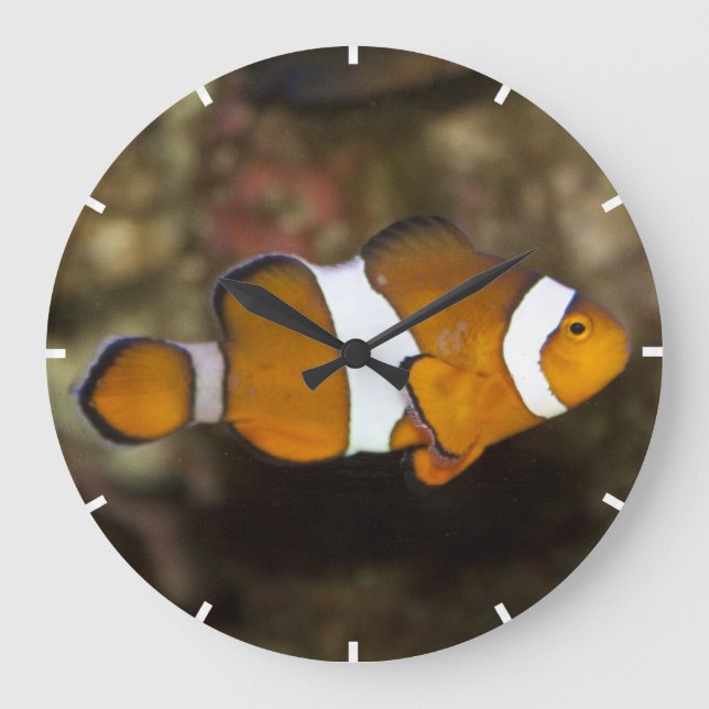 Ocellaris Clownfish Large Clock (Front)