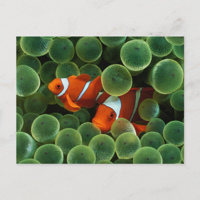 Ocellaris Clownfish Postcard (Front)