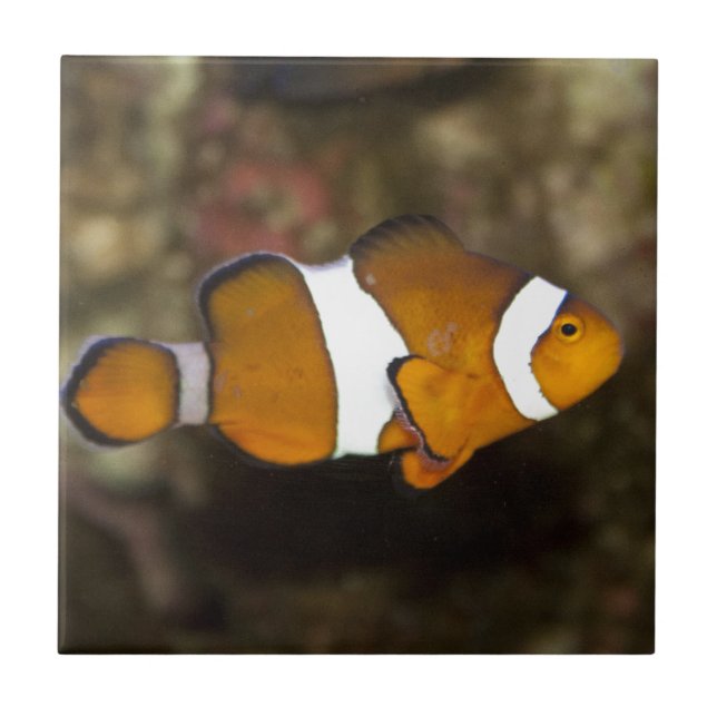 Ocellaris Clownfish Tile (Front)