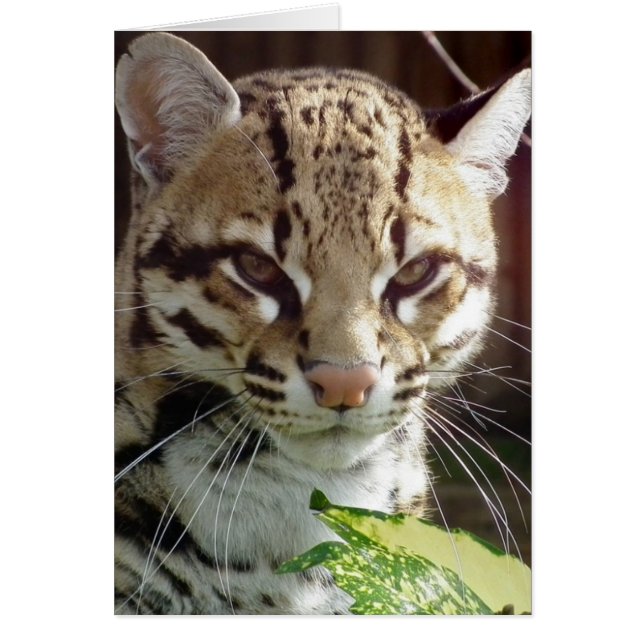 Ocelot (Devant)
