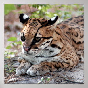 Ocelot 02 9x9 poster