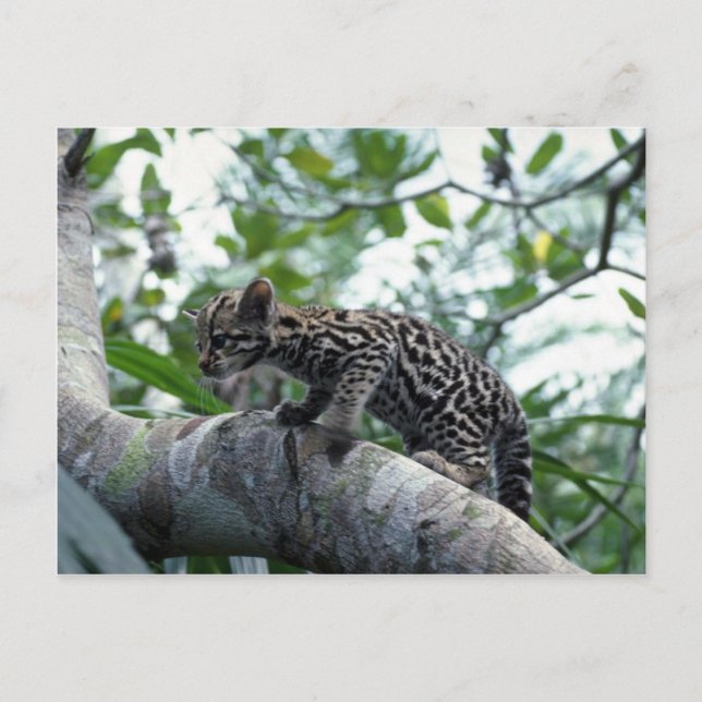 Ocelot-baby climbing tree postcard (Front)