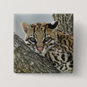 Ocelot, Felis pardalis, captive, female resting 2 Inch Square Button
