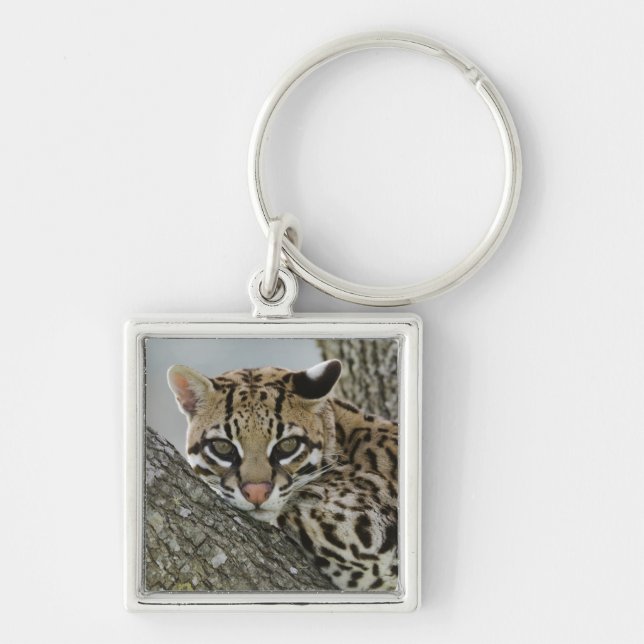 Ocelot, Felis pardalis, captive, female resting 2 Keychain (Front)
