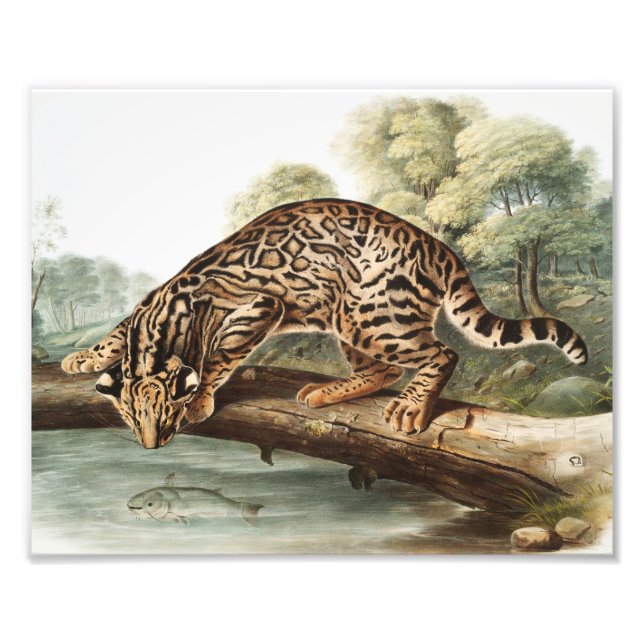 Ocelot, Leopard Cat (Felis pardalis) Illustration Photo Print (Front)