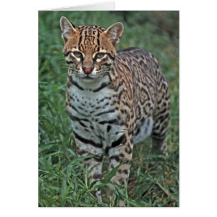 OCELOT Leopardus pardalis) AMÉRIQUE CENTRALE