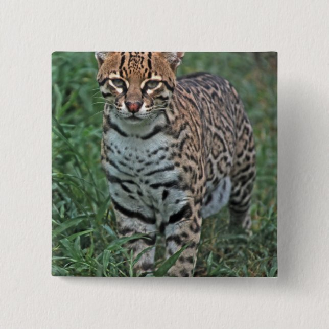 OCELOT Leopardus pardalis) CENTRAL AMERICA 2 Inch Square Button (Front)