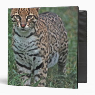 OCELOT Leopardus pardalis) CENTRAL AMERICA Binder