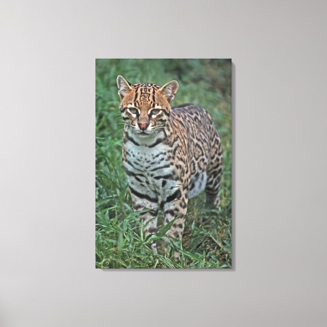 OCELOT Leopardus pardalis) CENTRAL AMERICA Canvas Print (Front)