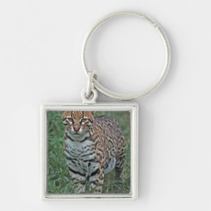 OCELOT Leopardus pardalis) CENTRAL AMERICA Keychain