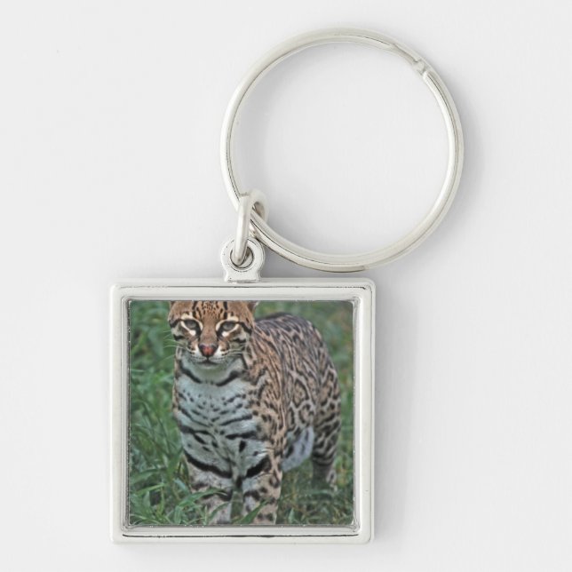 OCELOT Leopardus pardalis) CENTRAL AMERICA Keychain (Front)