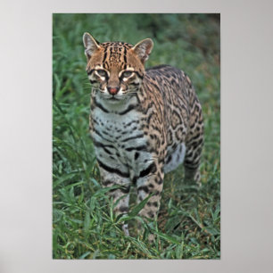 OCELOT Leopardus pardalis) CENTRAL AMERICA Poster