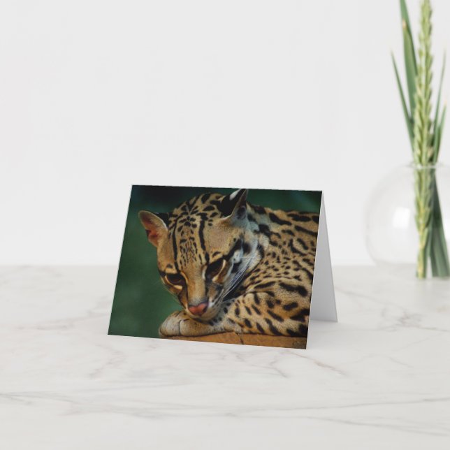 Ocelot notecard (Front)