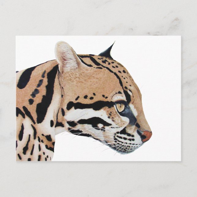 Ocelot Postcard (Front)