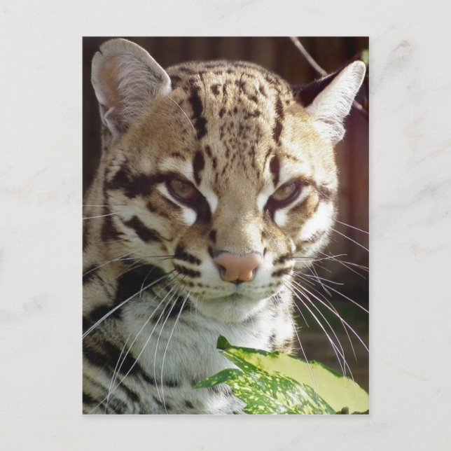 Ocelot Postcard (Front)