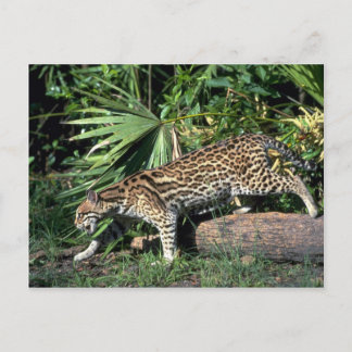 Ocelot Postcard