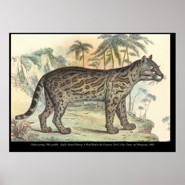 Ocelot (variety) poster (Front)