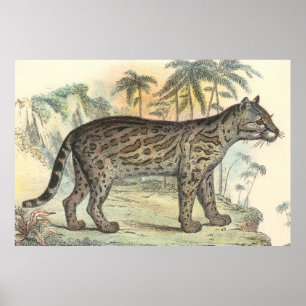Ocelot (variety) poster
