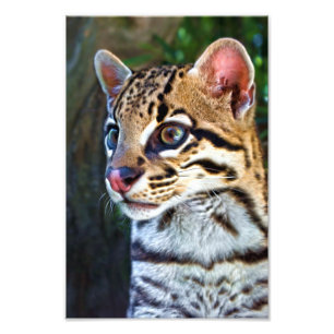 Ocelot - Wild Mini Jaguar Photo Print