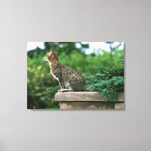 Ocicat 2 canvas print