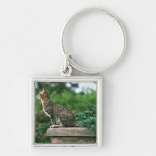 Ocicat 2 keychain