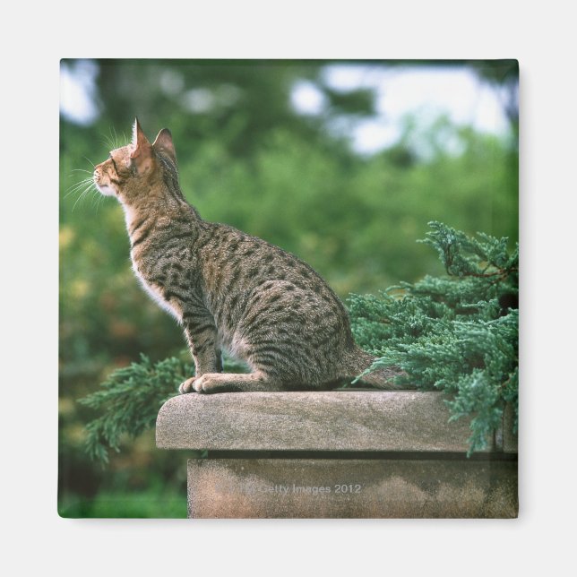 Ocicat 2 magnet (Front)