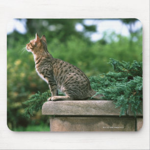 Ocicat 2 mouse pad
