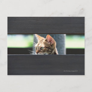 Ocicat 4 postcard