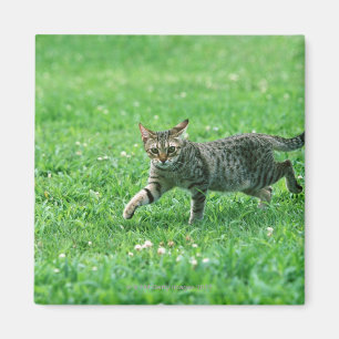 Ocicat Magnet