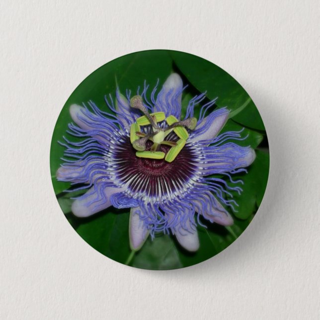 Ocoee flower Passiflora caerulea Passion flower 2 Inch Round Button (Front)