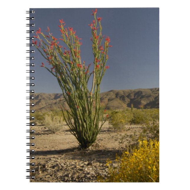 Ocotillo and desert senna notebook (Front)