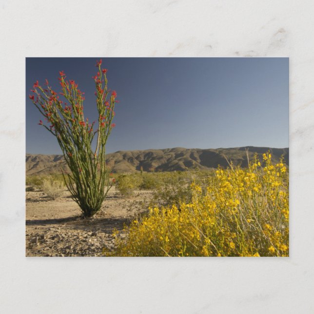 Ocotillo and desert senna postcard (Front)