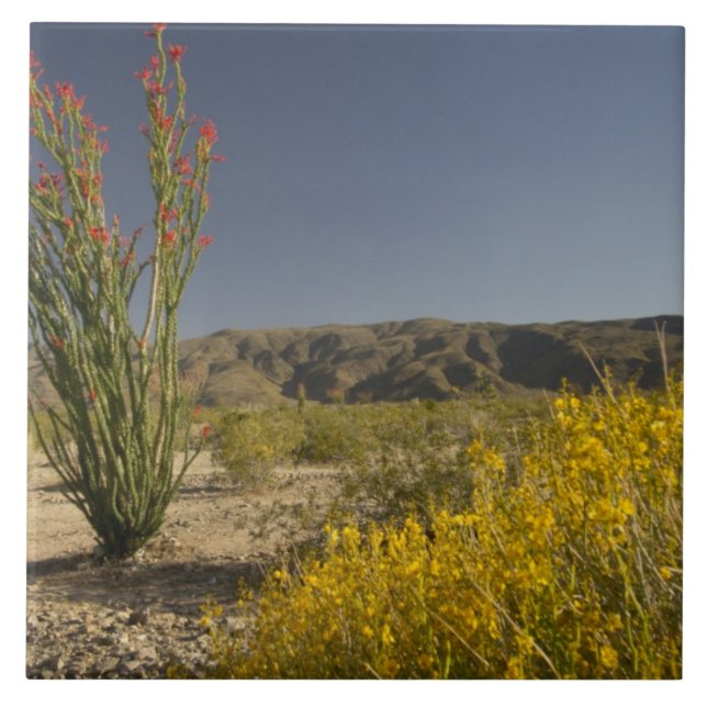 Ocotillo and desert senna tile (Front)