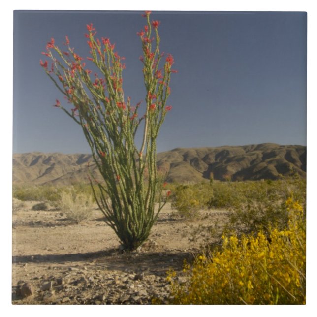 Ocotillo and desert senna tile (Front)