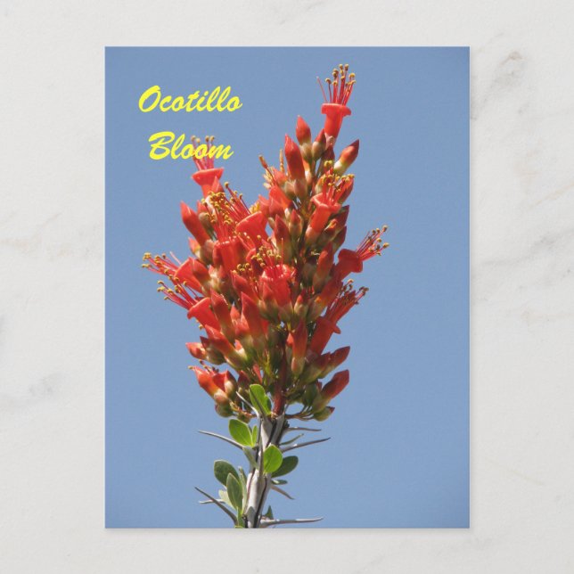 Ocotillo Bloom Postcard (Front)
