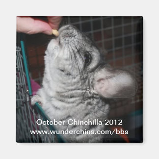October chinchilla 2012 magnet